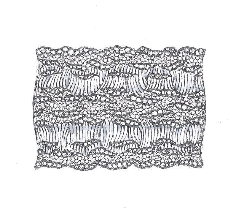 Dessin de Bracelet Buccellati