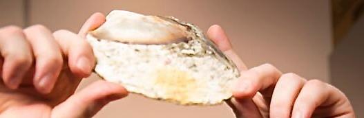 Crédit University of Wollogong