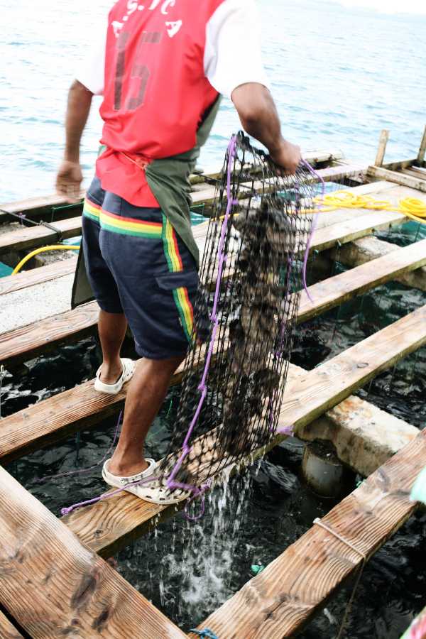Récolte Ferme perlière aux Îles sous le Vent. ⒸGIE TAHITI TOURISME