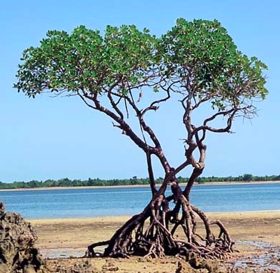 Arbre Racine © Nat.Géo
